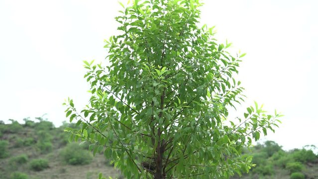 Sandalwood aroma oil  tree branches and leaves , 