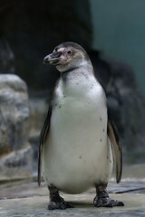 penguin in the zoo