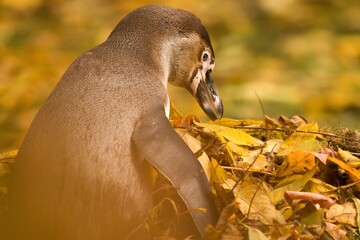 penguin in the zoo