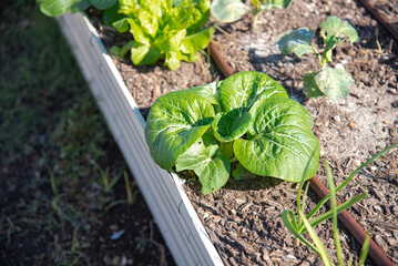 Metal raised beds with lettuce and young broccoli plants growing, irrigation system, corrosion...