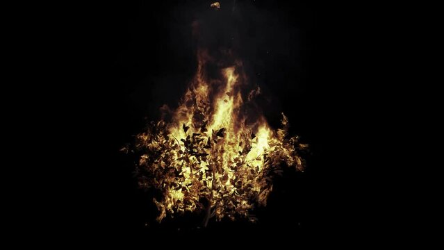 The fire is burning the branches on black background