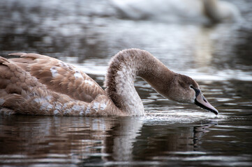 Młode łabędzie w śniegu © Adrian