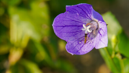 A tiny hoverfly pollinating a vibrant purple bellflower, a delicate macro view of nature's...