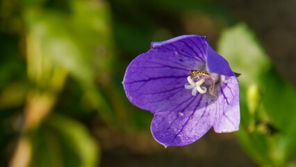 A delicate macro shot of a single purple bellflower, capturing the serene beauty and intricate details of nature