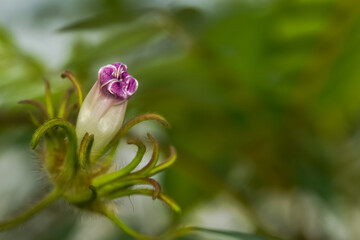 Delicate pink flower bud gently unfurling, showcasing new life and nature's awakening against a...