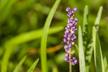 close up of Liriope flower. The name of these flowers is Liriope. Scientific name is Liriope muscari.