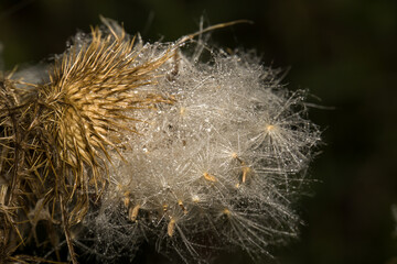 A delicate macro shot of a wild thistle seed head, its fluffy white pappus glistening with morning...