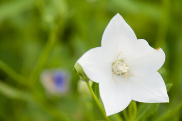 Beautiful white Platycodon grandiflorus flowers in the garden.