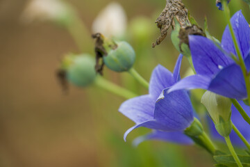 Obraz premium Glade of platycodon grandiflorus