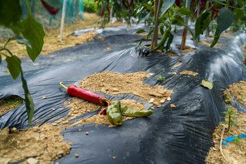 Chili pepper plants growing in a field covered with black plastic mulch, with ripe red and green peppers visible. Agriculture scene.