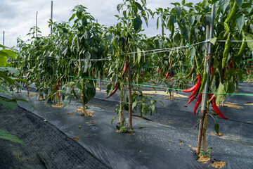 Fototapeta premium outdoor red chili garden, in korea