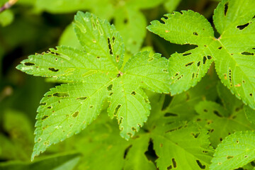 Close-up of Green Leaves Detailed View of Plant's Foliage Showing Texture and Nature's Patterns