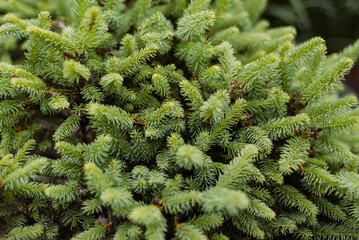 Close-up of a coniferous tree branch. Evergreen.