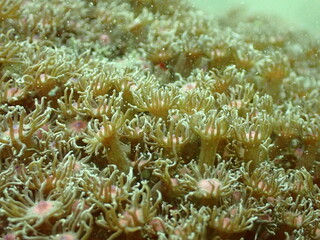 表面が触手状になったサンゴの仲間のアップ