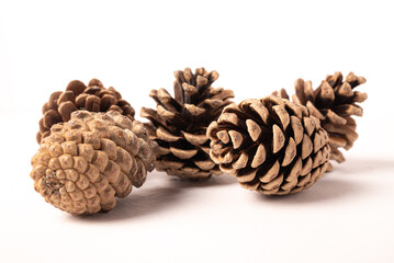 Fir or pine cone gray white background