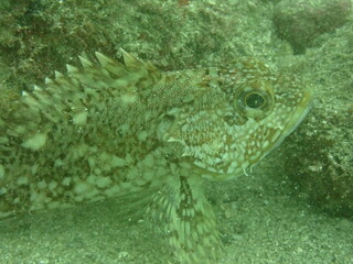 海の中のカサゴの顔のアップ