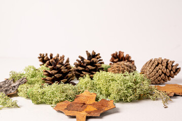 White background with fir or pine cone and dry leaves