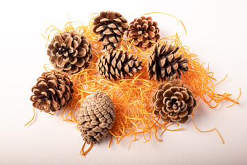 Fir or pine cone gray white background