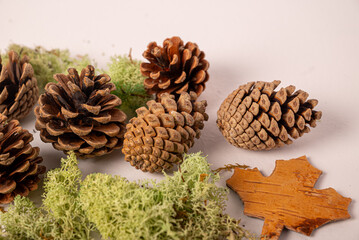 White background with fir or pine cone and dry leaves