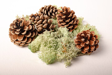 Fir or pine cone gray white background