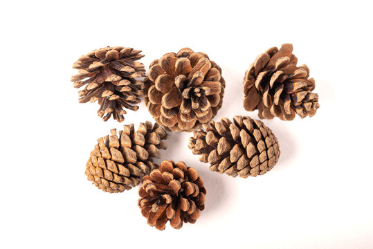 Fir or pine cone gray white background