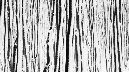 Abstract texture background winter trees background. Pattern landscape forest in winter
