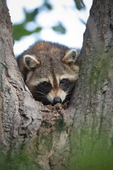 Fototapeta premium Raton laveur dans un arbre