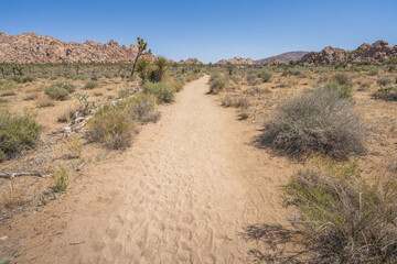 hiking the lost horse mine loop trail in joshua tree national park, california, usa