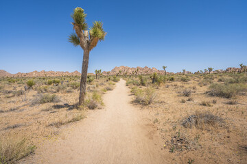 hiking the lost horse mine loop trail in joshua tree national park, california, usa