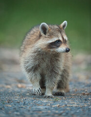 Raton Laveur debout dans un chemin