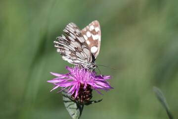 marbled white butterfly on a flowering knepweed
