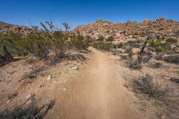 hiking the lost horse mine loop trail in joshua tree national park, california, usa