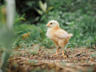A chicken baby in the garden