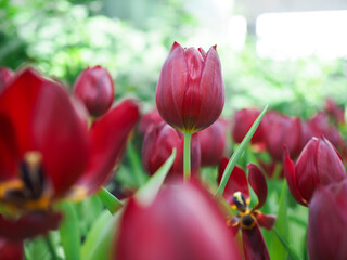 Close up Red tulip in the garden