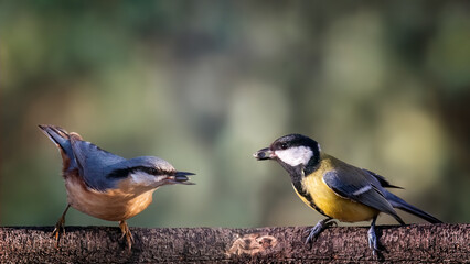 Birds on a branch