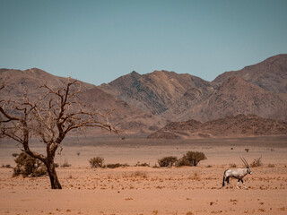 Fototapeta premium Oryx en Namibie