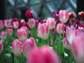 Obraz premium Close up Pink tulip in the garden