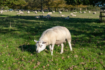 Obraz na płótnie Canvas Close and selective focus on a young male sheep grazing in a meadow on a bright and sunny day
