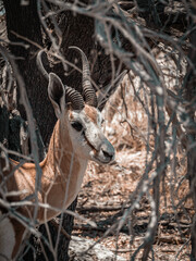 Antilope à Etosha safari in Namibia
