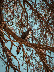 Oiseau en Namibie