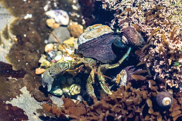 Hermit crab with shell in tidepool at Point Lobos Nature Preserve, Monterey, California.
