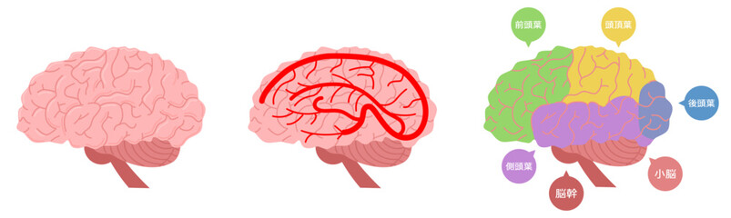 脳の内部色分け説明※Affinity Designer作成svgファイル	