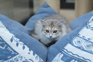 Junge Sibirische Katze in einem Katzenbett