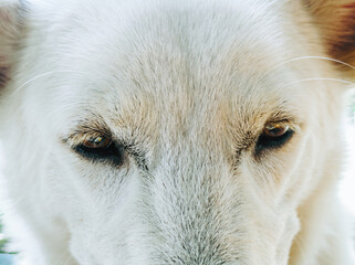 White Shepherd or Canaan or Mixed Siberian Husky Dog's face. Close up. Selective or soft focus.