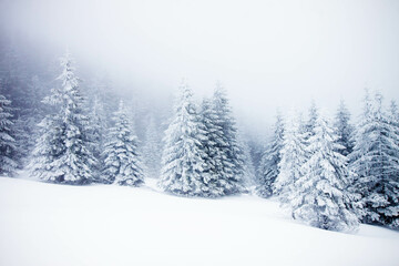 Fototapeta premium snowy fir trees in winter mountains