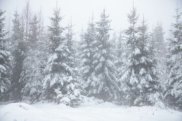 Fototapeta na wymiar snow covered fir trees in the mountains