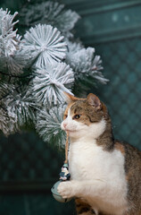 cute little cat under Christmas tree