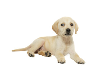 puppy labrador isolated on white background - 683829831