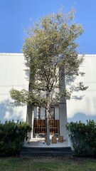 一本の樹があるカフェ