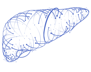 Illustration of drakblue lines and intersections of human liver, modern style, on white background. It is used in medicine, commerce, industry and education.